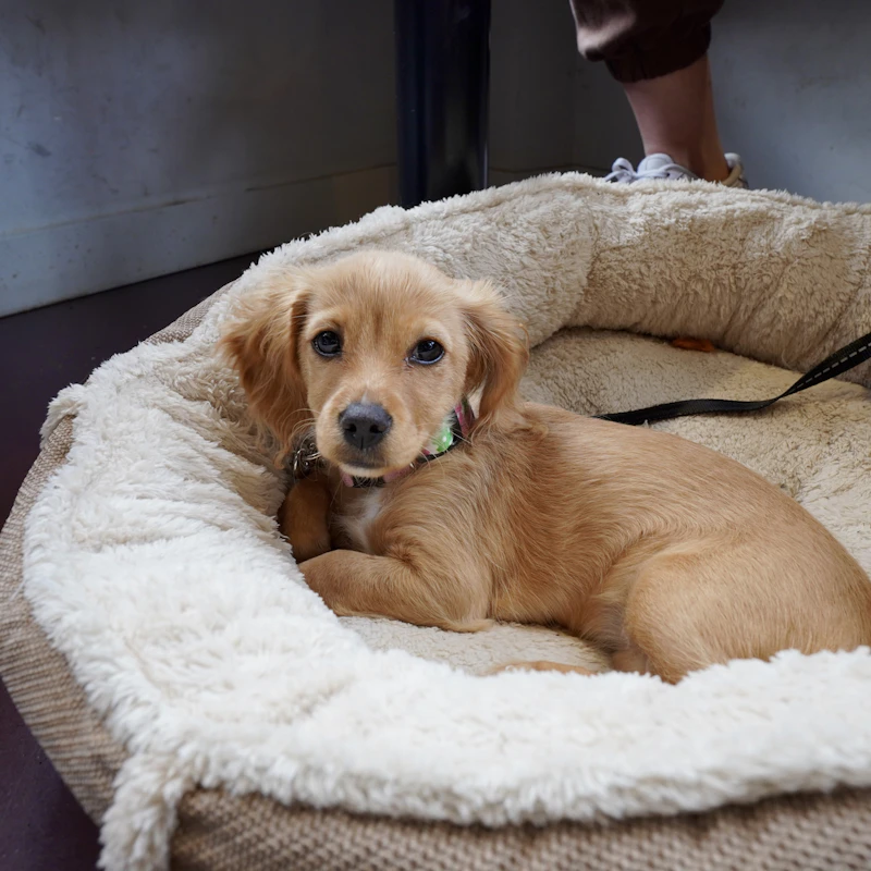 Cozy Donut Dog Bed β Pet Supplies at Gallen Shop