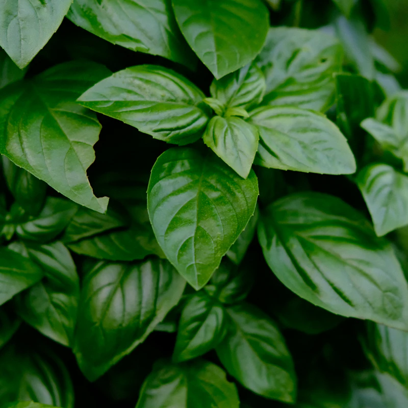 Living Basil & Herb Duo β Fresh Produce at Gallen Shop