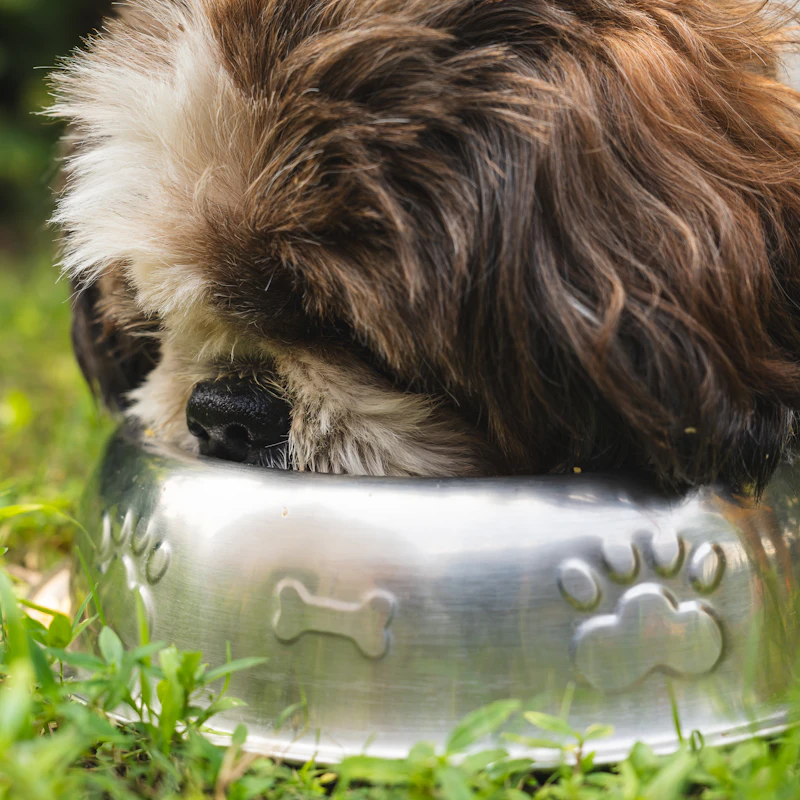 Slow-Feeder Bowl Set β Pet Supplies at Gallen Shop