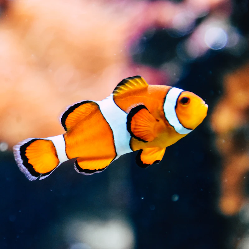 Starter Aquarium Kit 10 Gal β Pet Supplies at Gallen Shop